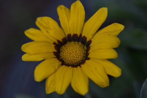 Hermosas Flores Amarillas Jardín —  Fotos de Stock