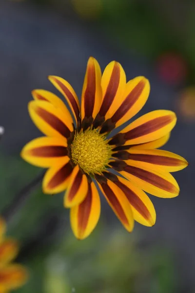 Bahçedeki Güzel Turuncu Çiçekleri Kapat — Stok fotoğraf