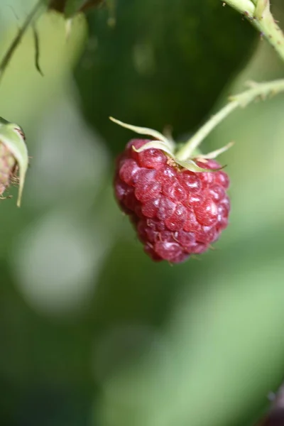 Ripe Red Raspberries Bush Closeup View — Stock Photo, Image