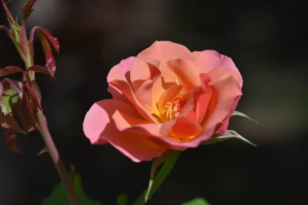 Hermosa Rosa Tierna Creciendo Jardín — Foto de Stock