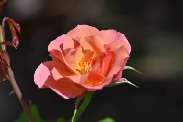 Hermosa Rosa Tierna Creciendo Jardín — Foto de Stock