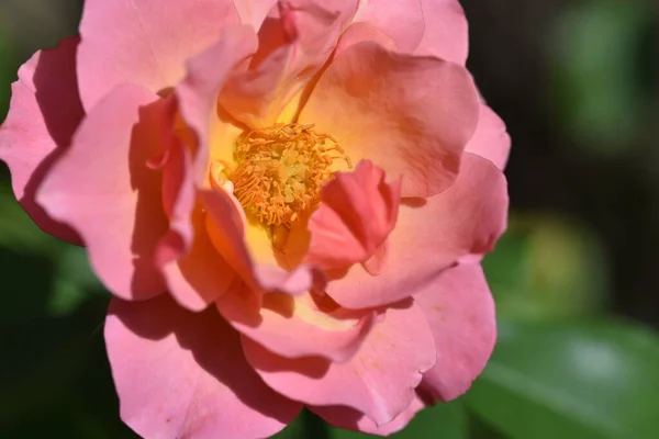 庭で美しい柔らかいバラが育ち — ストック写真