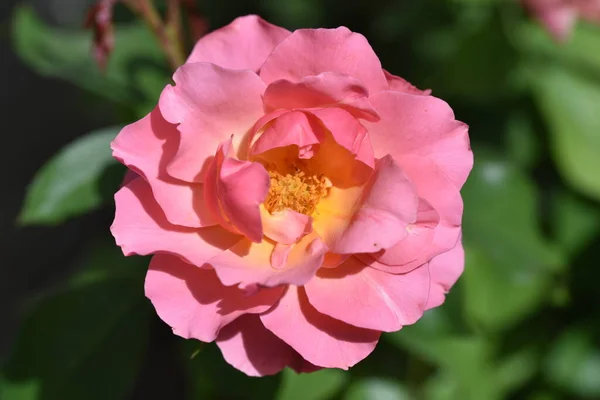 Hermosa Rosa Tierna Creciendo Jardín —  Fotos de Stock