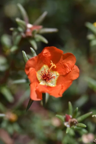 Vista Vicino Dei Bellissimi Fiori Arancio Giardino — Foto Stock