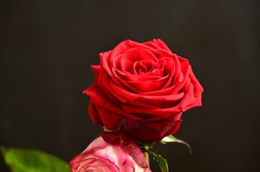 Güzel parlak gülleri kapatın.