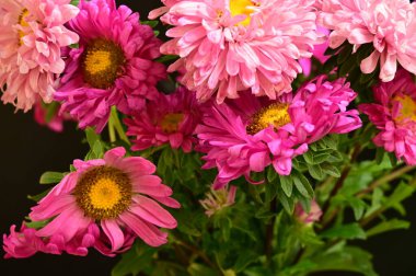 Koyu arkaplanda güzel pembe çiçekler.