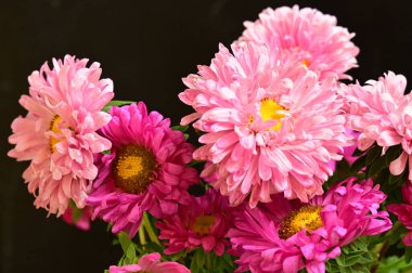 Koyu arkaplanda güzel pembe çiçekler.