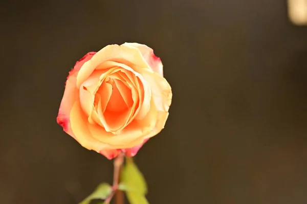 Zbliżenie Piękne Jasna Róża — Zdjęcie stockowe