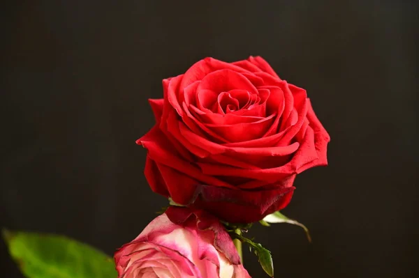 아름다운 장미를 가까이 — 스톡 사진