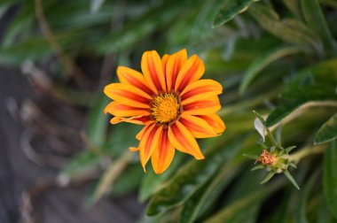 Bahçede portakal çiçeklerinin güzel yakın çekimi
