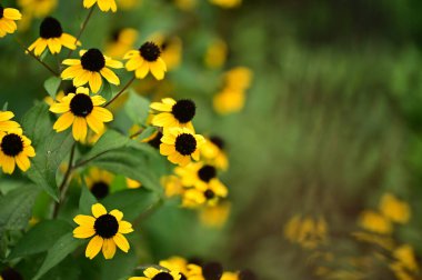 Bahçedeki güzel sarı çiçekleri kapat.