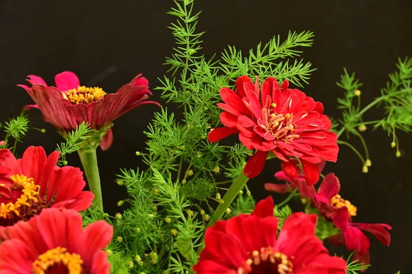 Piękne Czerwone Kwiaty Zielenią Widok Bliska — Zdjęcie stockowe