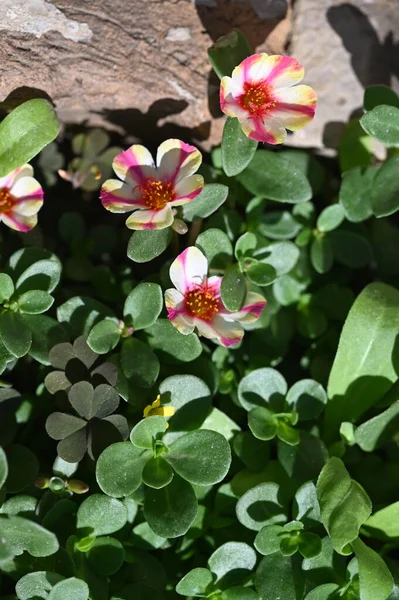 Вид Красивые Розовые Желтые Цветы Саду — стоковое фото