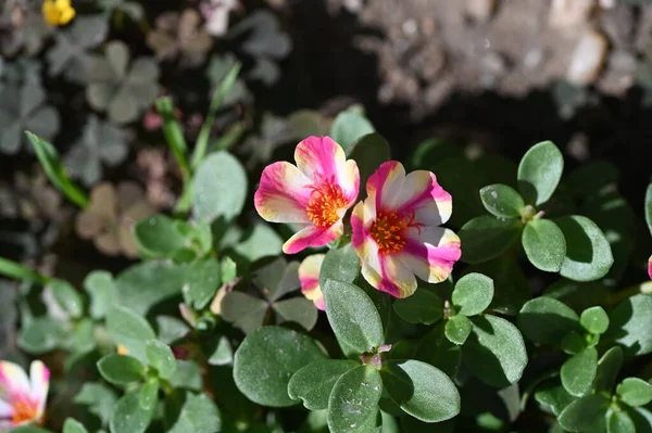 Vista Cerca Hermosas Flores Rosadas Amarillas Jardín — Foto de Stock