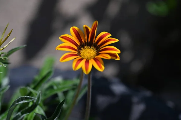 Vacker Närbild Skott Orange Blommor Trädgården — Stockfoto