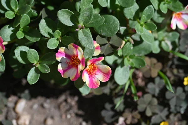 Vista Vicino Bellissimi Fiori Rosa Gialli Giardino — Foto Stock