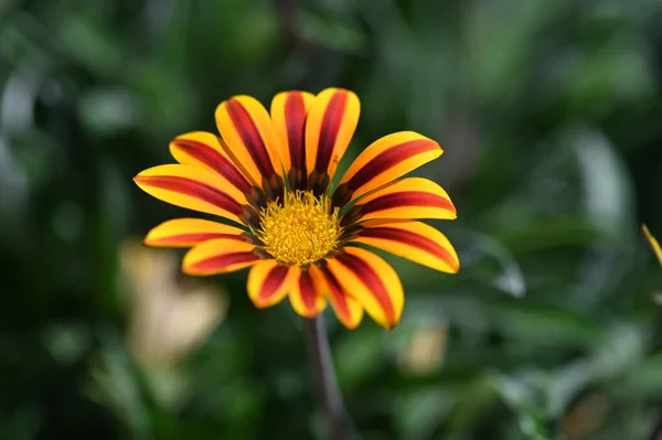 Vacker Närbild Skott Orange Blommor Trädgården — Stockfoto