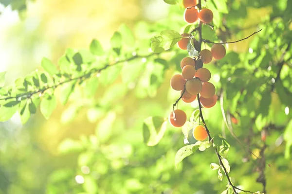 Baum Mit Reifen Aprikosen Der Freien Wächst Sommerkonzept Nahsicht — Stockfoto