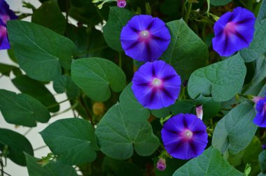 Bahçedeki güzel mor çiçeklerin yakın çekim görüntüsü