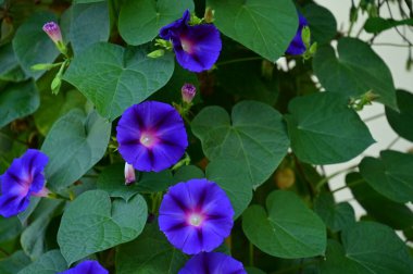 Bahçedeki güzel mor çiçeklerin yakın çekim görüntüsü