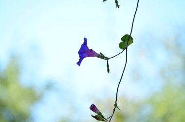 Bahçedeki güzel mor çiçeklerin yakın çekim görüntüsü