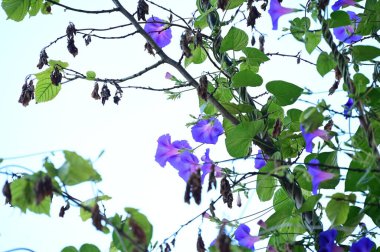 Bahçedeki güzel mor çiçeklerin yakın çekim görüntüsü