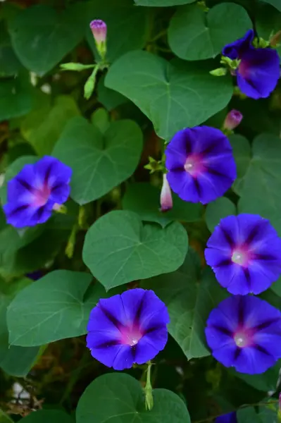 Vista Cerca Hermosas Flores Púrpuras Jardín — Foto de Stock