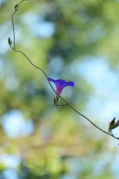 Vista Cerca Hermosas Flores Púrpuras Jardín — Foto de Stock