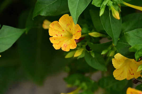 Close Zicht Mooie Gele Bloemen Tuin — Stockfoto