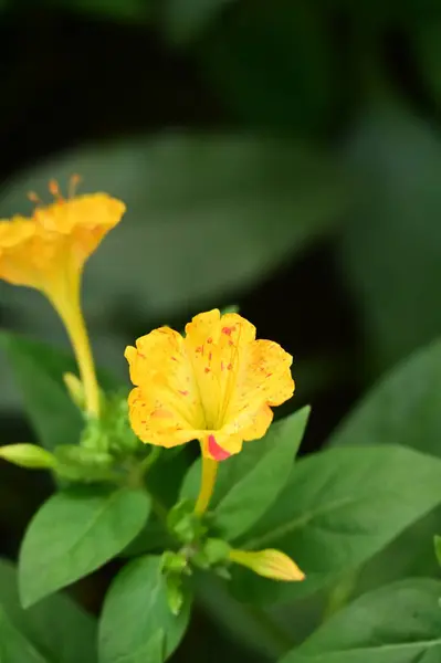 鸟瞰花园中美丽的黄花 — 图库照片