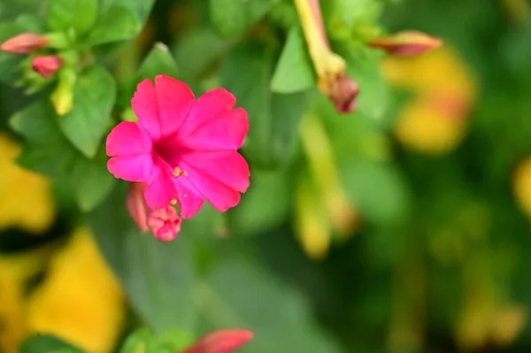 庭で育つ美しいピンクの花自然コンセプト — ストック写真