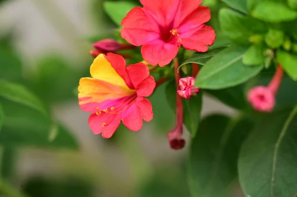 Mooie Roze Bloemen Groeien Tuin Natuur Concept — Stockfoto