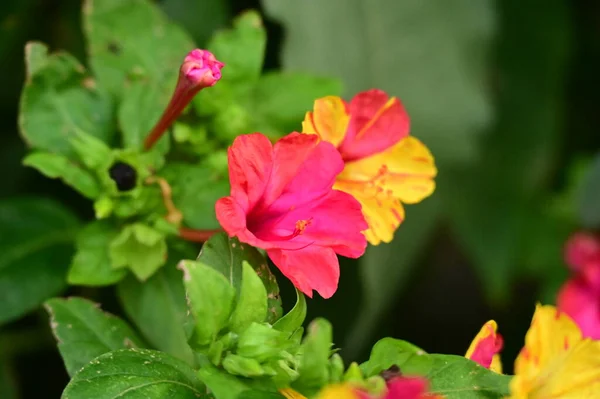 Närbild Vackra Rosa Och Gula Blommor Trädgården — Stockfoto