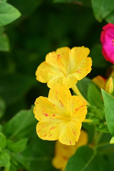 Bliska Widok Pięknych Różowych Żółtych Kwiatów Ogrodzie — Zdjęcie stockowe
