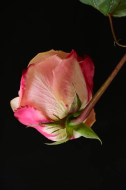 Güzel narin gül siyah arkaplanda yalıtılmış