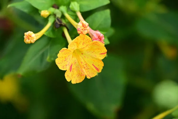 Крупним Планом Вид Красиві Жовті Квіти Саду — стокове фото