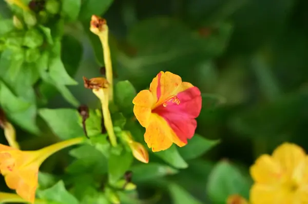 Vista Cerca Hermosas Flores Rosadas Amarillas Jardín — Foto de Stock