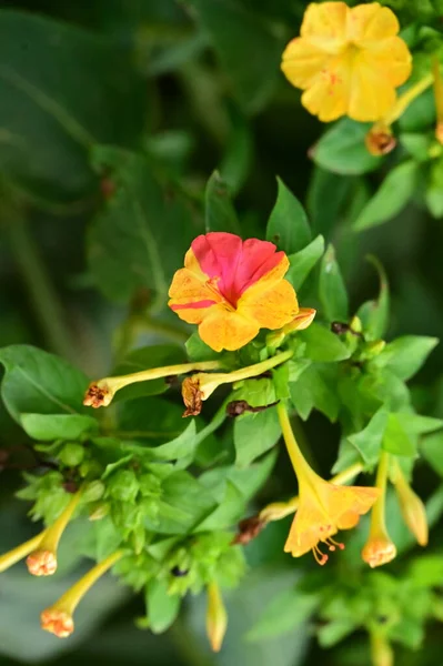 Close View Beautiful Pink Yellow Flowers Garden — Stock Photo, Image