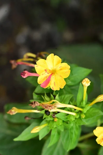 Vista Cerca Hermosas Flores Rosadas Amarillas Jardín —  Fotos de Stock