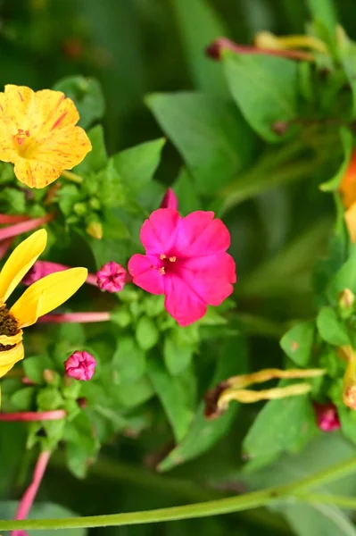 庭の美しいピンクと黄色の花を間近に見ることができます — ストック写真