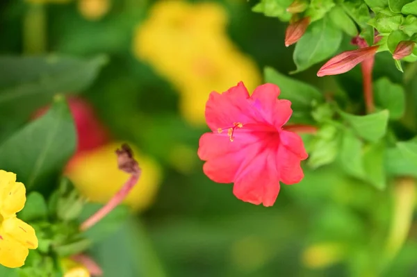 园中美丽的粉色和黄色花朵的近景 — 图库照片