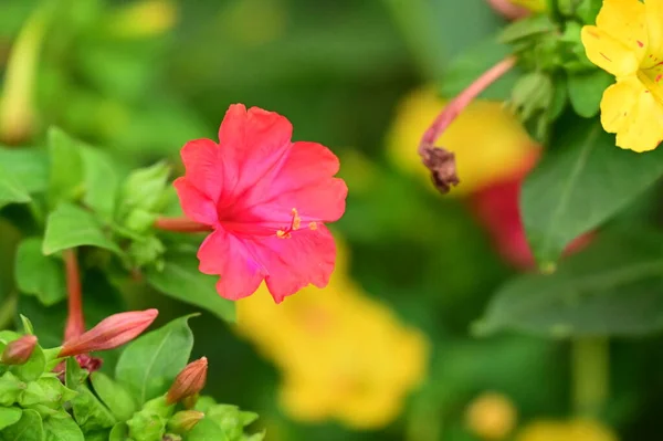 庭の美しいピンクと黄色の花を間近に見ることができます — ストック写真