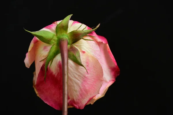 Gyönyörű Gyengéd Rózsa Elszigetelt Fekete Háttér — Stock Fotó