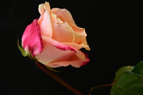 Hermosa Rosa Tierna Aislada Sobre Fondo Negro —  Fotos de Stock