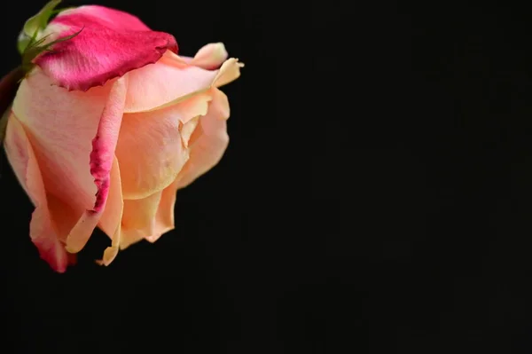 Hermosa Rosa Tierna Aislada Sobre Fondo Negro — Foto de Stock