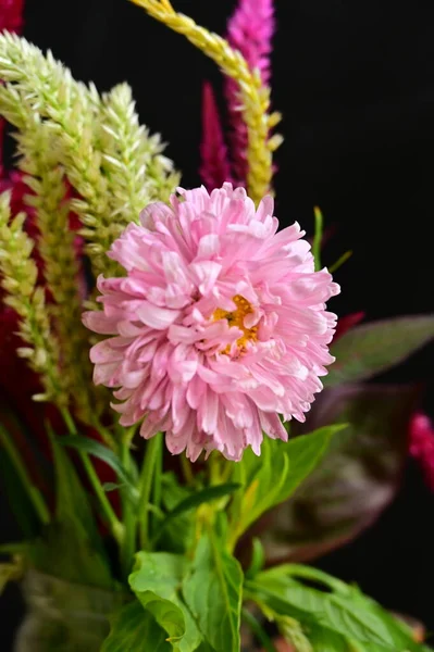 Nahaufnahme Der Schönen Zusammensetzung Der Blumen — Stockfoto
