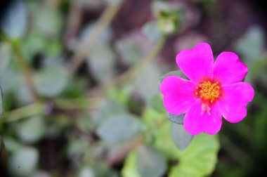Bahçede yetişen güzel pembe çiçekler, doğa konsepti.