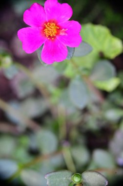 Bahçede yetişen güzel pembe çiçekler, doğa konsepti.