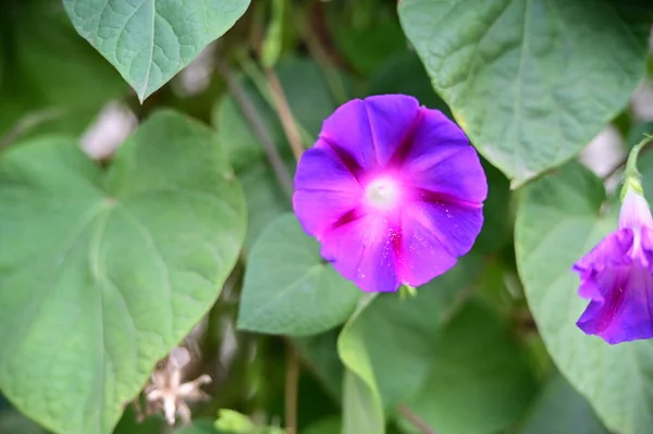 Vista Cerca Hermosas Flores Púrpuras Jardín — Foto de Stock