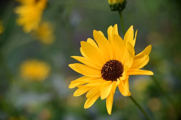 Közeli Kilátás Gyönyörű Sárga Virágok Kertben — Stock Fotó
